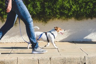 相棒がいると頑張れるから（写真:iStock）