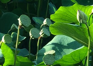 仏教にも何かと登場するお花 （Ｃ）コクハク