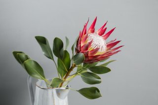 花言葉にも納得の存在感（写真:iStock）