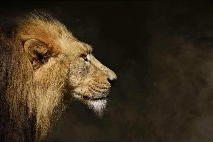 男はライオンになりたい（写真:iStock）
