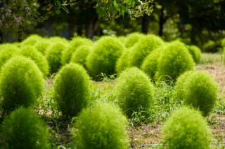 今回はもっこりコキアのお話でございます（写真:iStock）