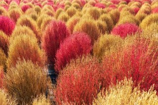 「ホウキグサ」という和名の通り…（写真:iStock）