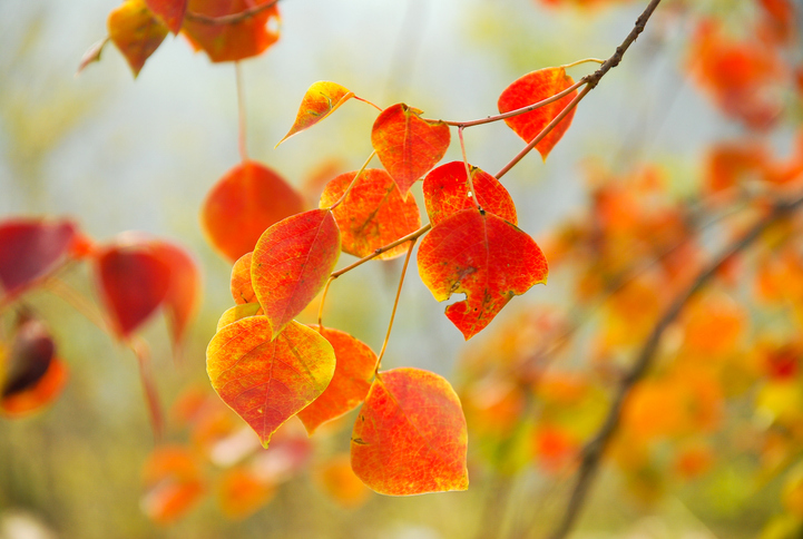 葉っぱの形もかわいらしい（写真:iStock）