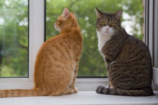 手間がかからないのも猫の魅力（写真:iStock）