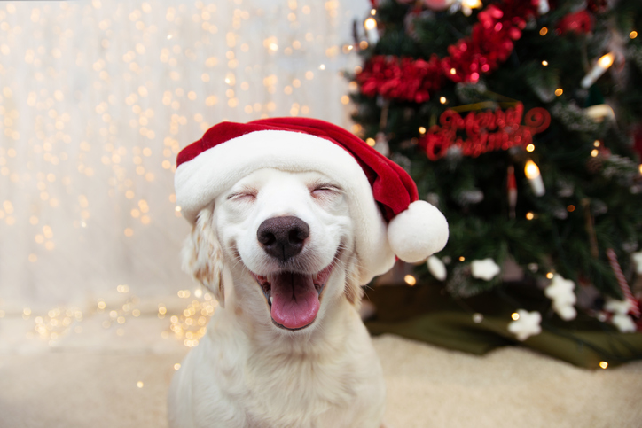 メリークリスマス！（写真:iStock）