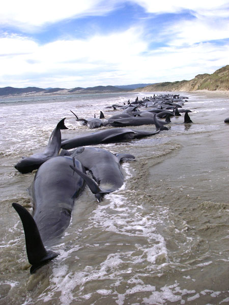 2011年のNZ地震発生直前にはスチュアート島にゴンドウクジラ107頭が座礁（C）ロイター／NEW ZEALAND