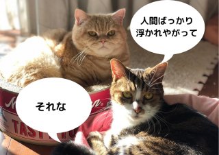 ねこ様ありきの「ねこの日」ですから（C）コクハク