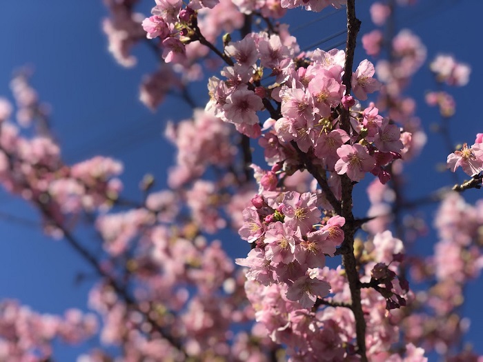 近所の河津桜も満開です（C）コクハク