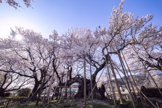 推定樹齢2000年！ 日本最古の山高神代桜 2023.4.7（金）