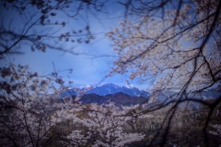 桜のフレームからのぞく南アルプスの春 2023.4.28（金）