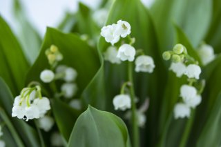 花言葉は国ごとにさまざま（写真:iStock）