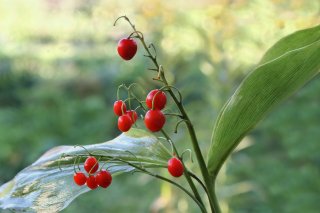 絶対に食べちゃダメ！（写真:iStock）