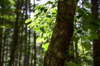 うるしの木の樹液は素手で触るとかぶれてしまいます（写真:iStock）