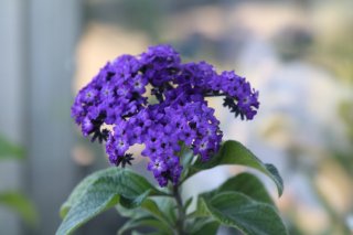 高貴なお花はワガママなんです（写真:iStock）