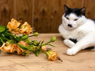 ワシの猫パンチを跳ね返すなんて生意気な奴や　byさぶ店長 ／無断転載禁止 （C）コクハク