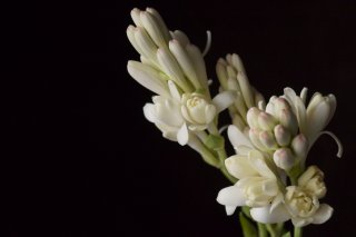 チューベローズの花言葉は、「危険な戯れ」「危険な快楽」など…（写真:iStock）