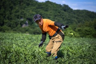 一玉の綺麗なすいかのためにほかの実は摘果（摘み取る）