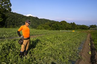 日が傾いてくる頃、一日中酷使している腰を伸ばし痛みに顔をしかめる