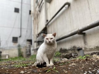 「偽善者か？」歌舞伎町の野良猫に2年間、毎日ご飯をあげ続けた男性の話