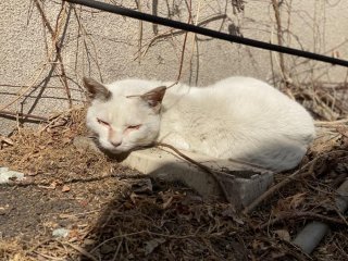 硬くて冷たいブロックを枕に眠る。過酷な野良猫の暮らしぶりを垣間見た