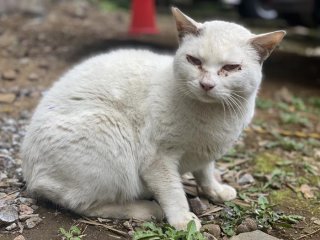 野良猫らしい鋭い目つき。外は敵だらけだ