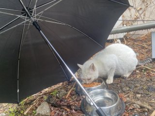 雨の日は「ふたり」で1本の傘を分け合って