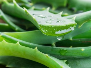 実はユリの仲間（写真:iStock）