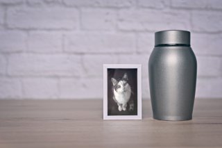 華やかにしてあげたい（写真:iStock）