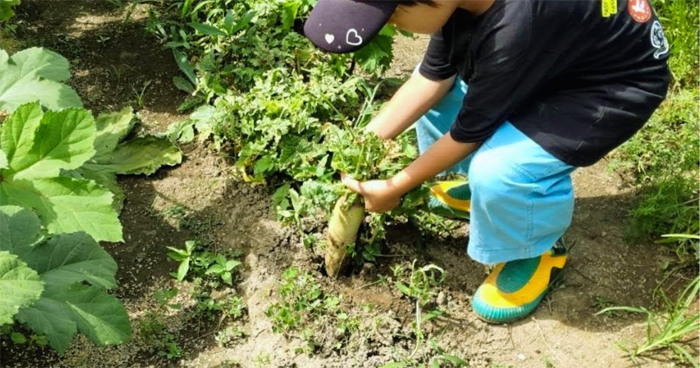 実家で畑仕事を手伝う子ども（写真:tumugi）