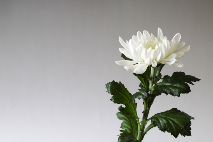 白い花には理由が（写真:iStock）