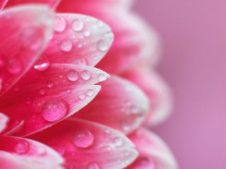 おびただしい蜜液が（写真:iStock）