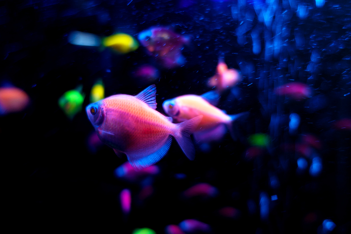 熱帯魚がきれい（写真:iStock）
