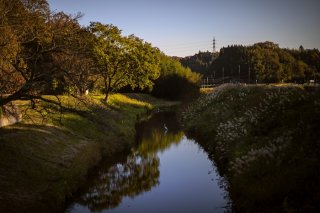 サギって不思議な鳥 秋の景色の中でみつけた気高い立ち姿