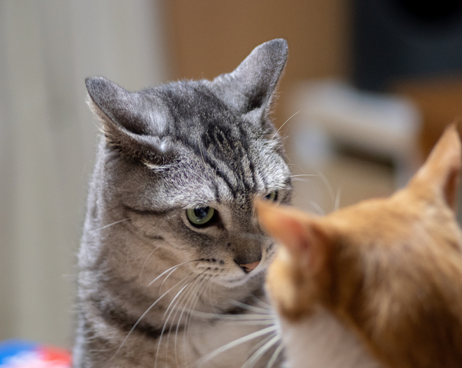 おみゃーは大丈夫だよな（写真:iStock）