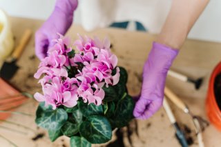 鉢ごと外に出してあげて（写真:iStock）