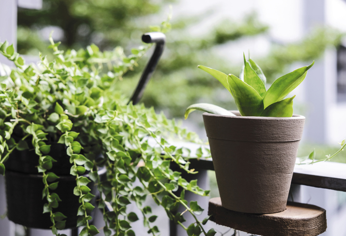 観葉植物で癒し空間を演出（写真:iStock）