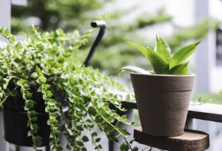 観葉植物で癒し空間を演出（写真:iStock）