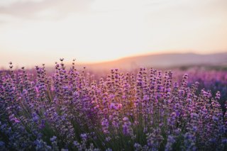 生のラバンジン（ラバンディンとも）はラベンダーにそっくり（写真:iStock）