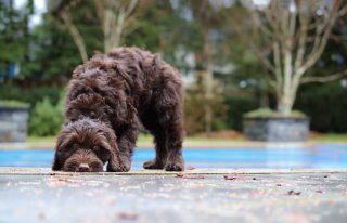 くんくん（写真:iStock）