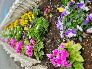 街路樹の代わりに花を植える場所が増えたのは、手入れの費用削減のためなのかね／無断転載禁止（C）コクハク