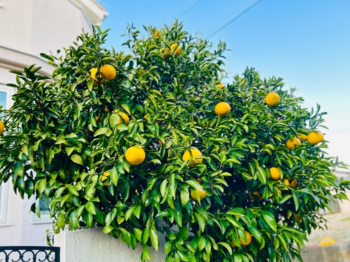 大きなお宅には至る所に柑橘の樹木は存在してるのよ　byさぶ店長／無断転載禁止（C）コクハク