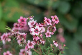 マヌカの花。かわいらしい（写真:iStock）