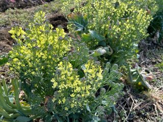 ブロッコリーの菜の花の蕾はちゃんとブロッコリー／無断転載禁止（C）コクハク