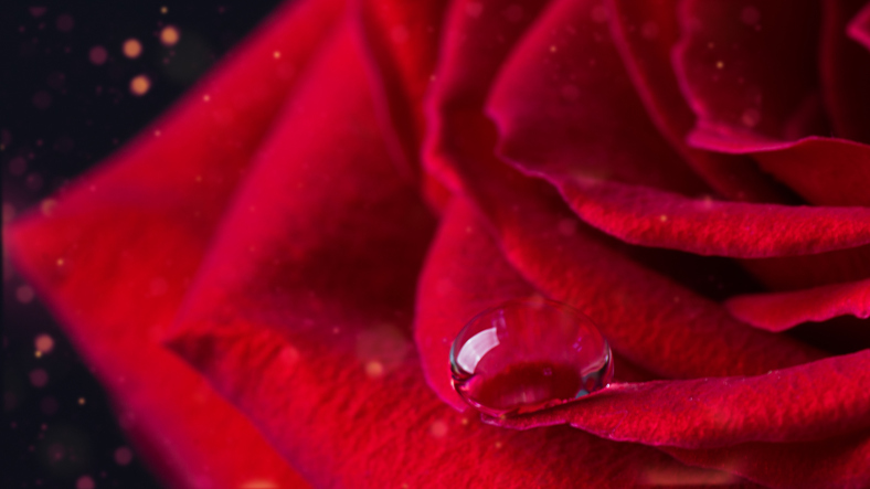 真っ赤な花弁が…（写真:iStock）