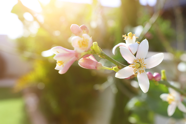 ネロリの花、かわいい♡（写真:iStock）