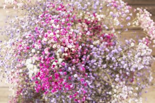 カラフルなかすみ草も増えてきたんやで（写真:iStock）