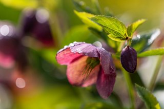 夏の暑さには弱いんです（写真:iStock）