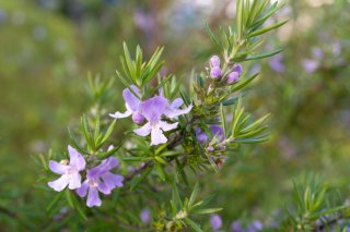 ずーっと花が咲いてるんですのよ（写真:iStock）