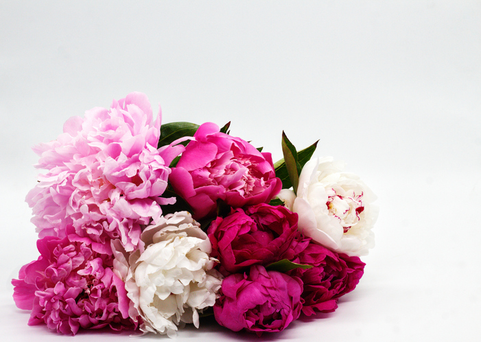 ピンクの芍薬の花言葉は「恥じらい」「はにかみ」（写真:iStock）