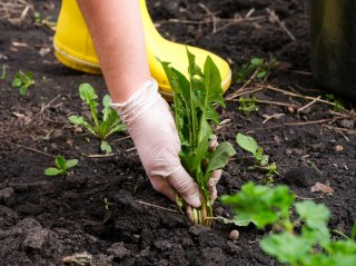 雑草取り、マジ大変（写真:iStock）